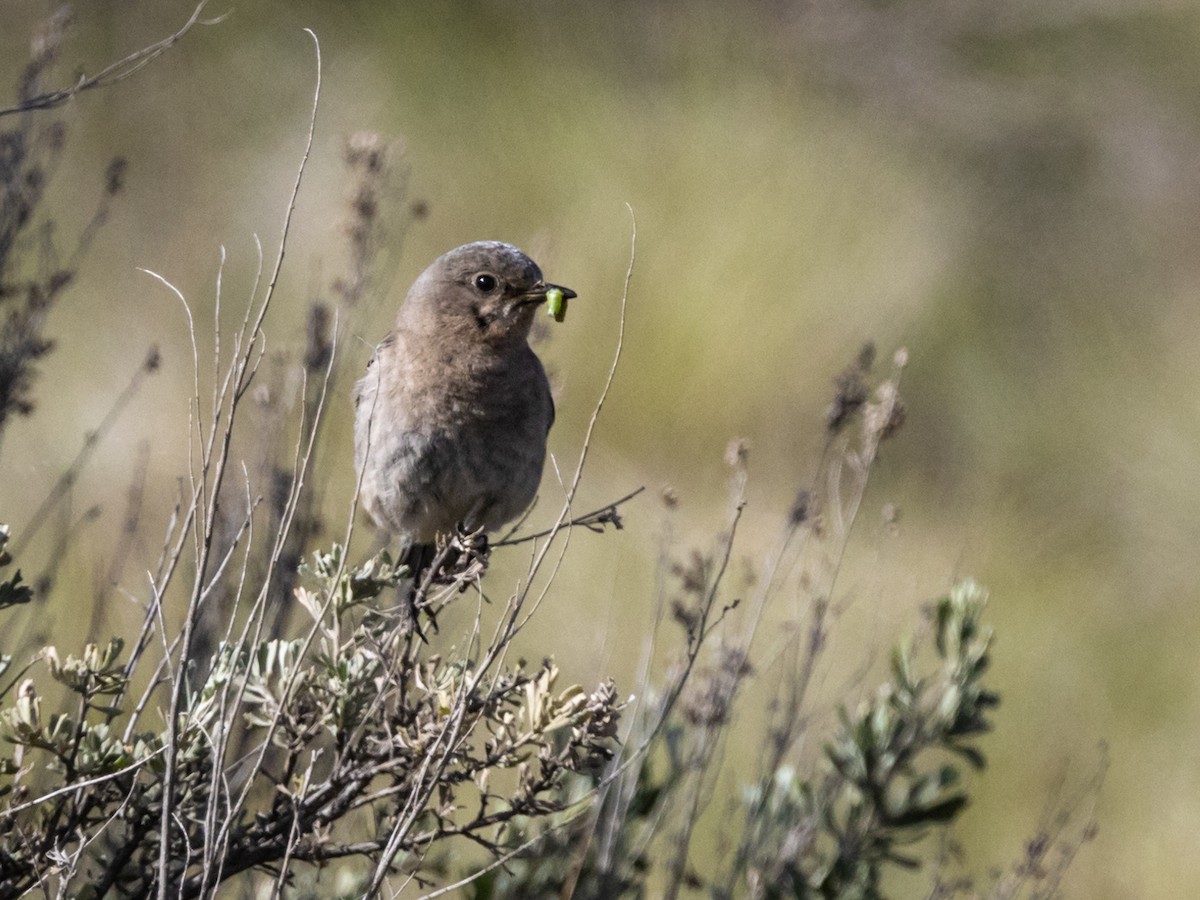 Mountain Bluebird - Nancy Schutt