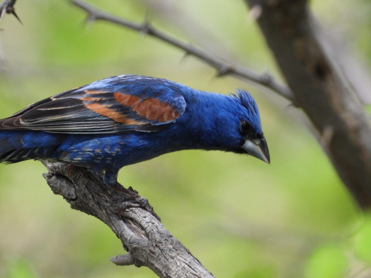 Blue Grosbeak - Joseph Rojas