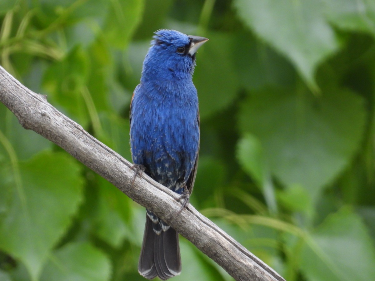 Blue Grosbeak - Joseph Rojas