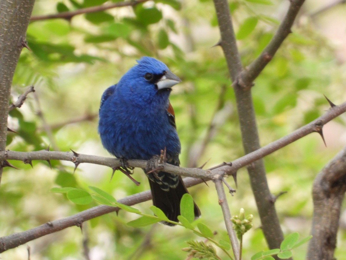 Blue Grosbeak - Joseph Rojas