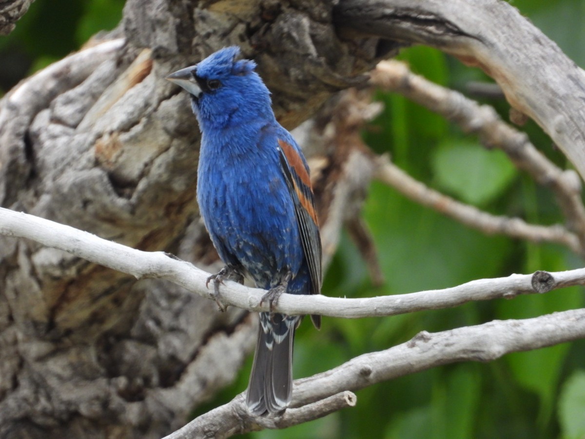 Blue Grosbeak - Joseph Rojas