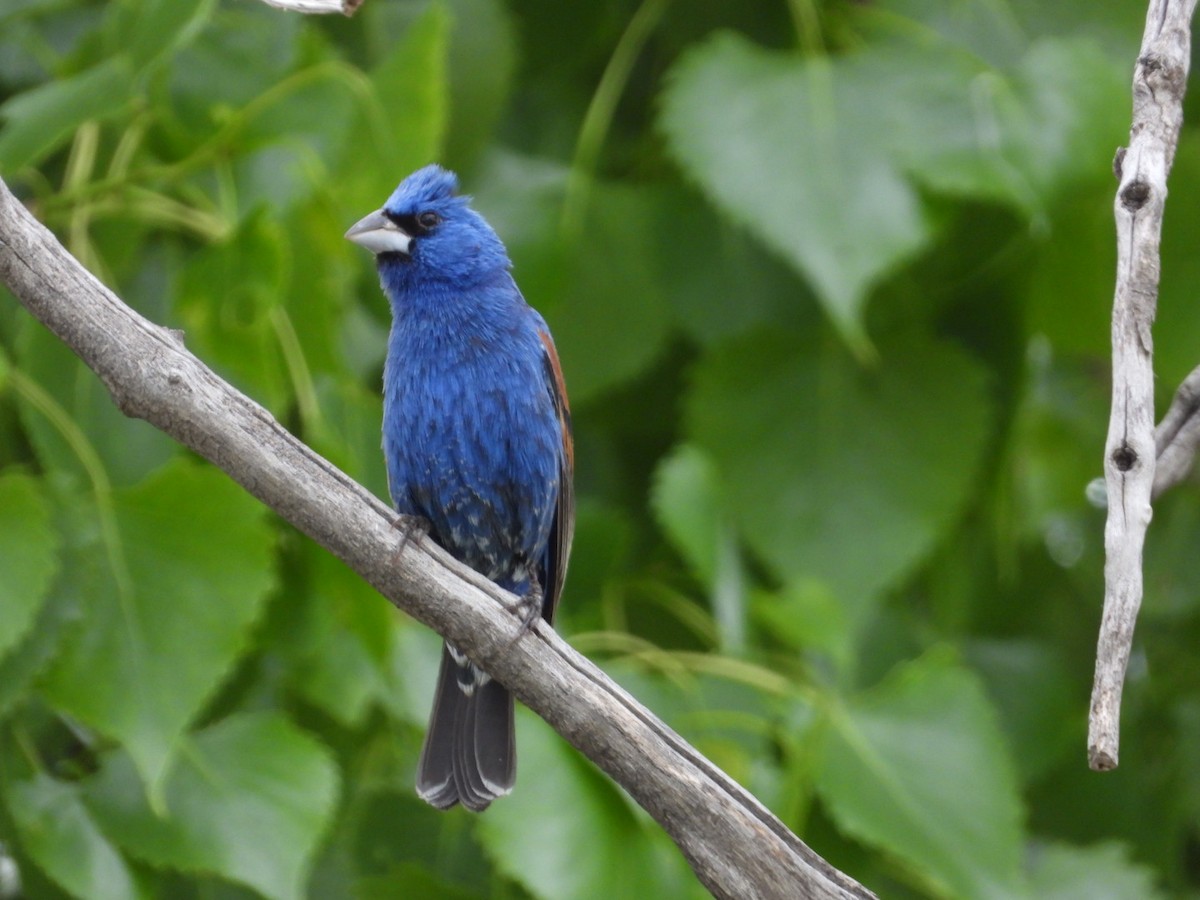 Blue Grosbeak - Joseph Rojas