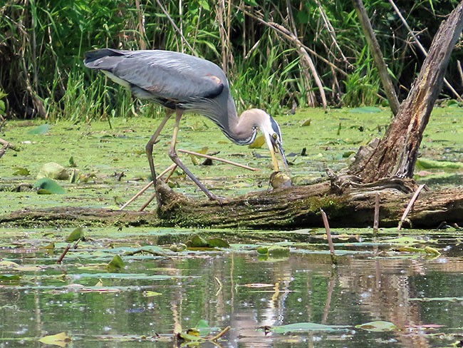 Great Blue Heron (Great Blue) - Nancy Anderson