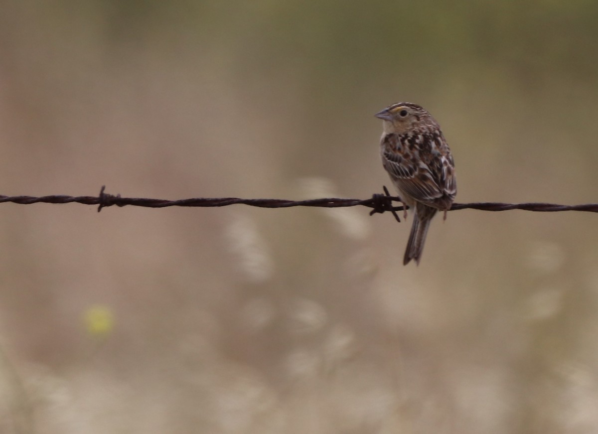 Grasshopper Sparrow - Chris Overington