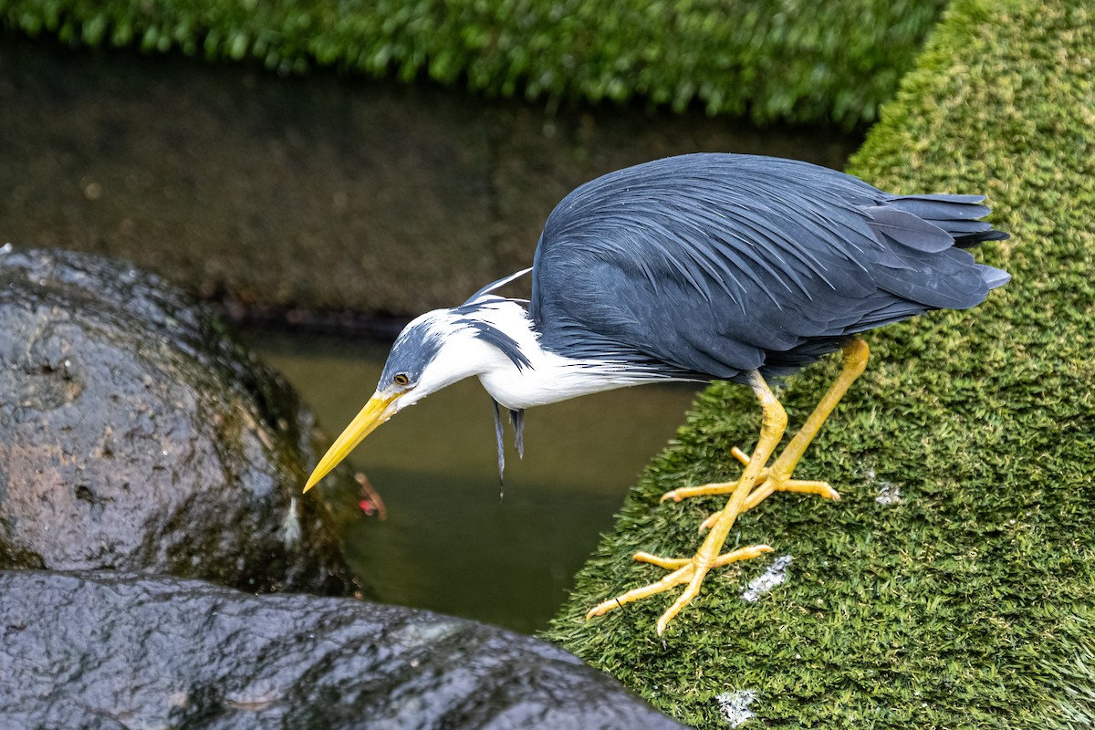 Pied Heron - Balaji P B