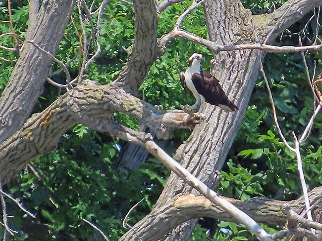 Osprey - Nancy Anderson