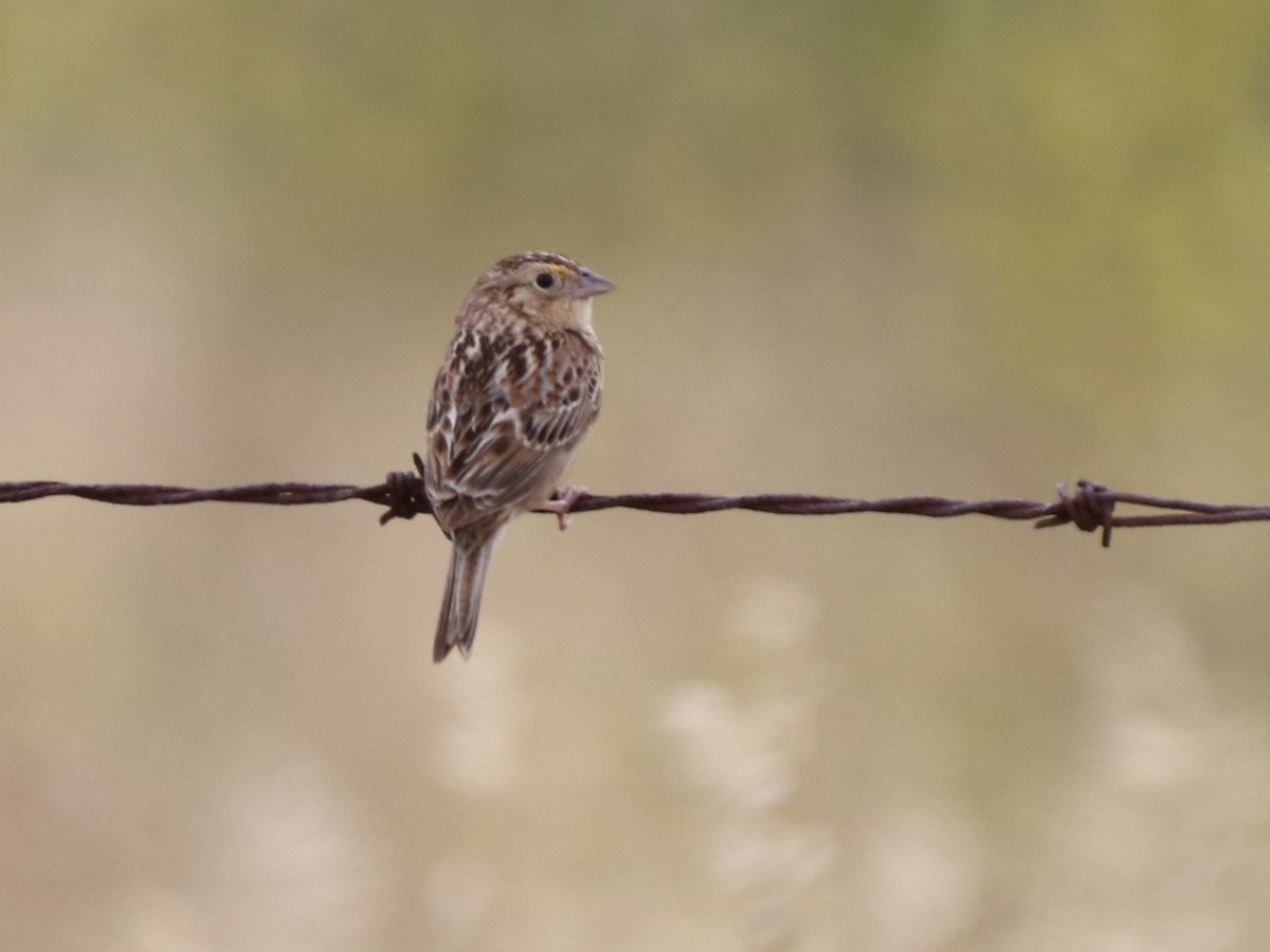 Grasshopper Sparrow - Chris Overington