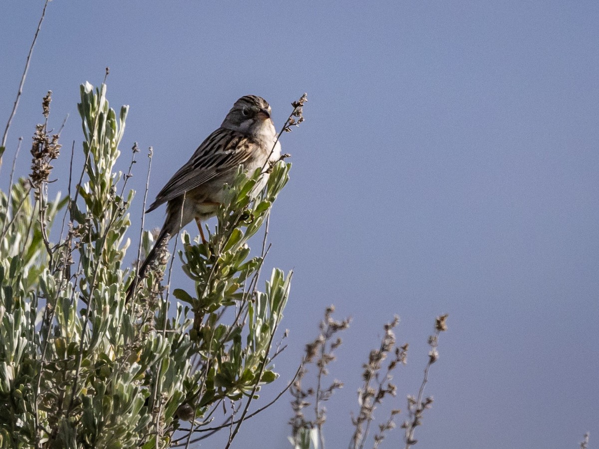 Vesper Sparrow - Nancy Schutt