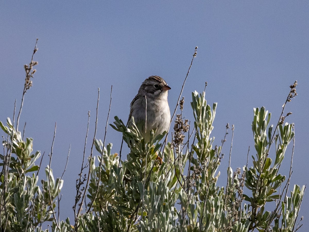 Vesper Sparrow - Nancy Schutt