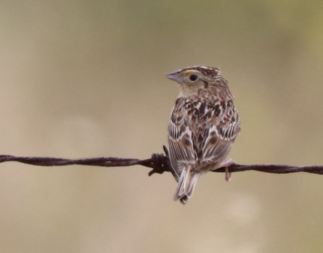 Grasshopper Sparrow - Chris Overington