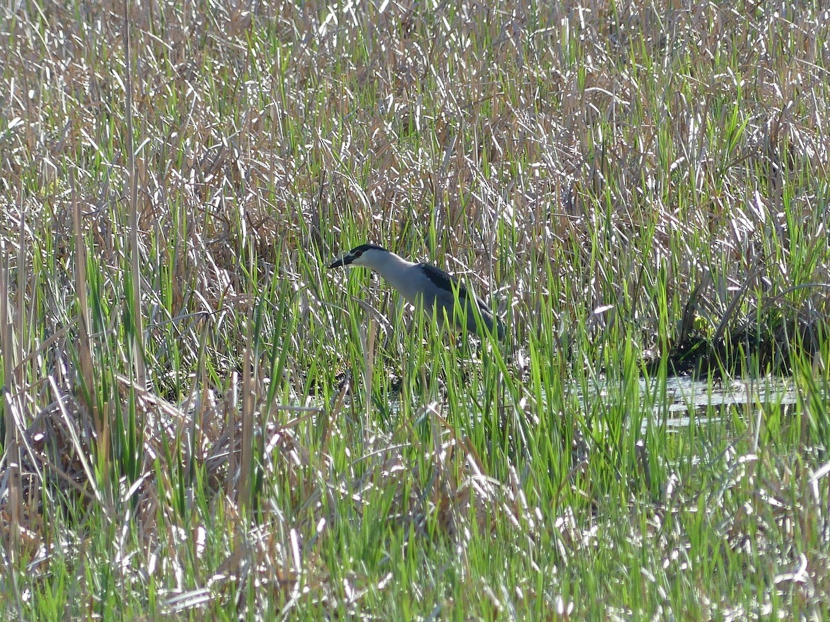 Black-crowned Night Heron - ML619598448