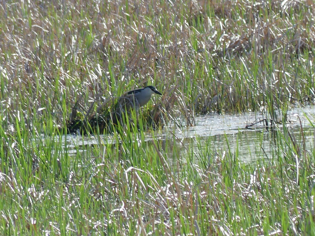 Black-crowned Night Heron - claudine lafrance cohl