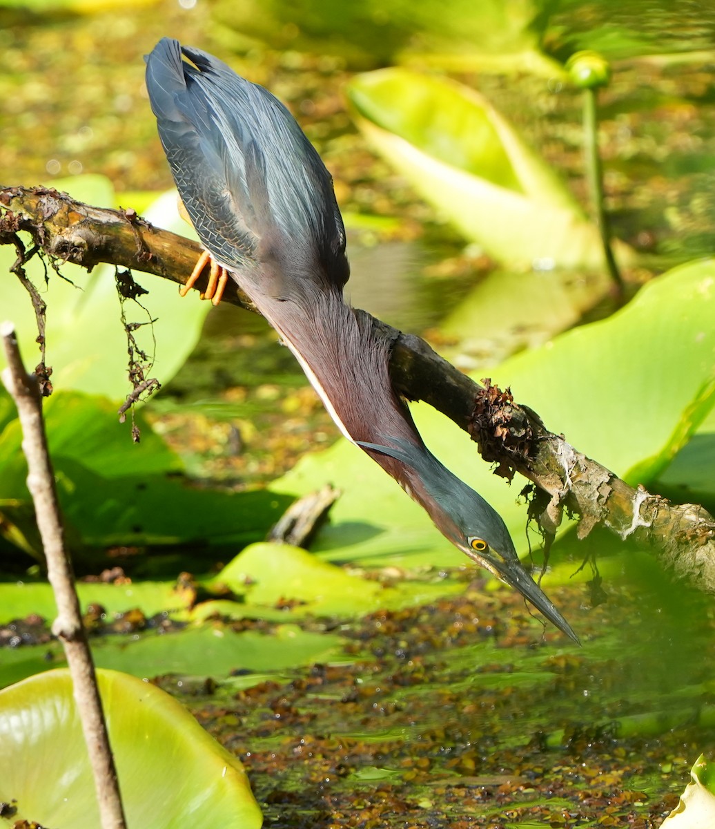 Green Heron - Dave Bowman