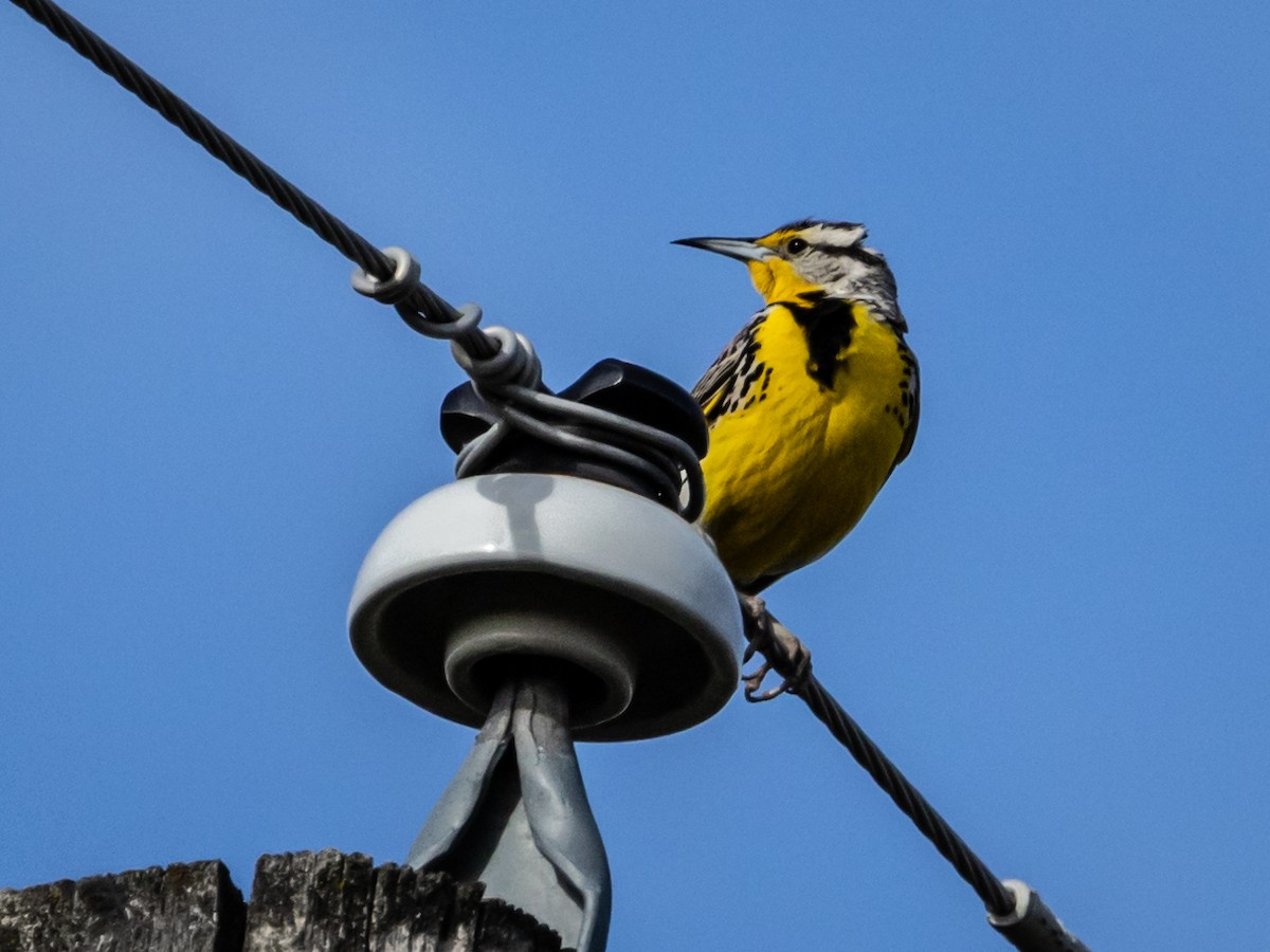 Western Meadowlark - Nancy Schutt