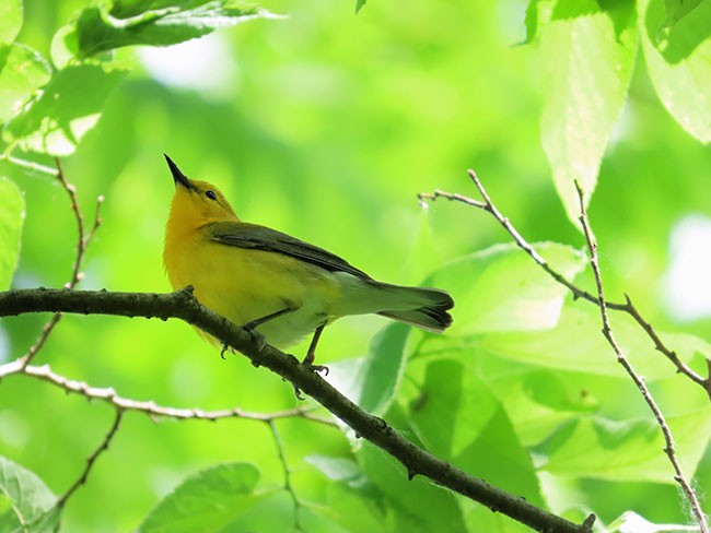 Prothonotary Warbler - Nancy Anderson