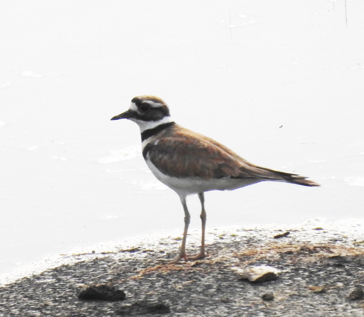 Killdeer - Ed Escalante