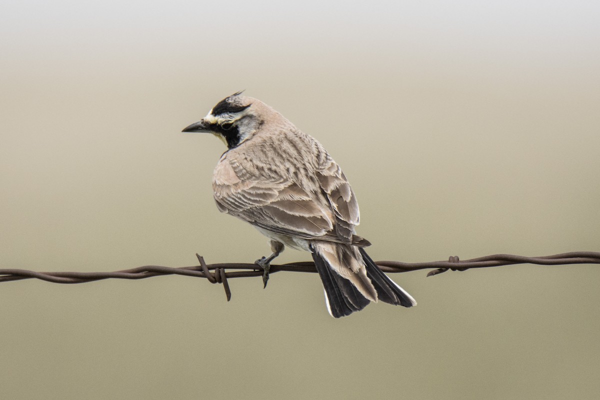 Horned Lark - Janet Stevens