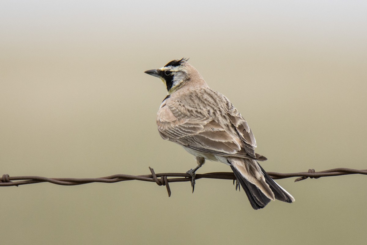 Horned Lark - Janet Stevens