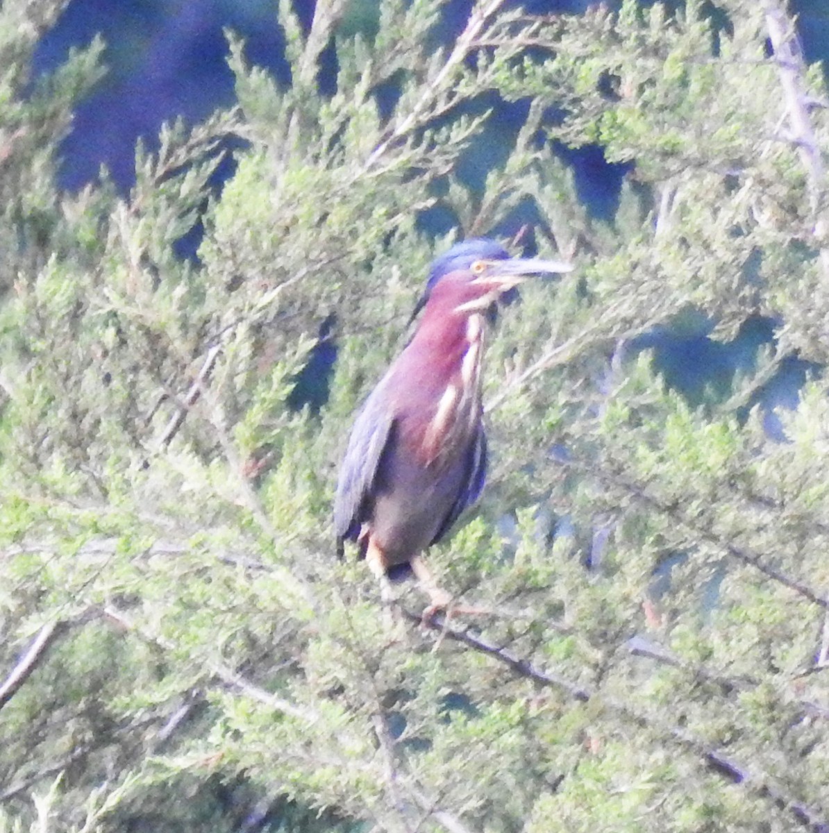 Green Heron - Ed Escalante