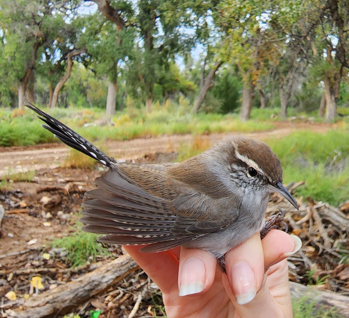 Bewick's Wren - Nancy Cox