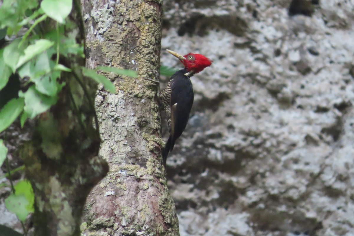 Pale-billed Woodpecker - David Brinkman