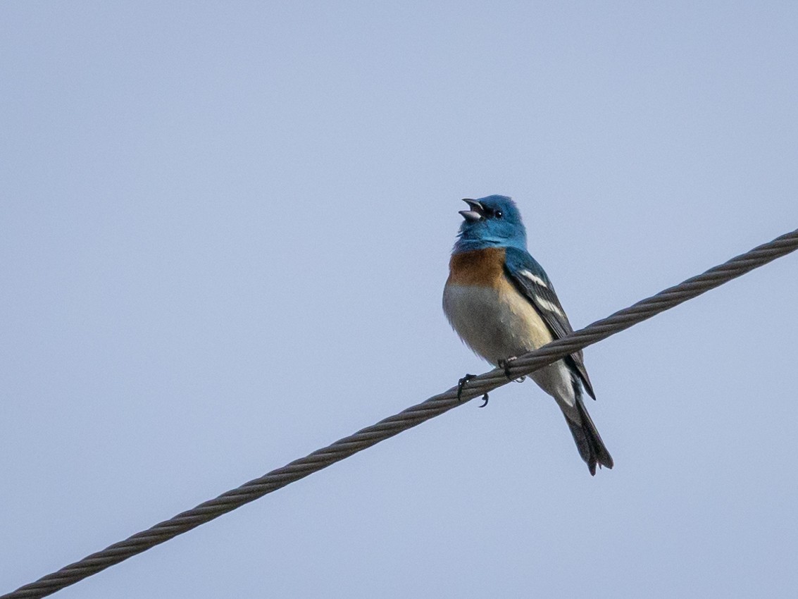 Lazuli Bunting - Nancy Schutt