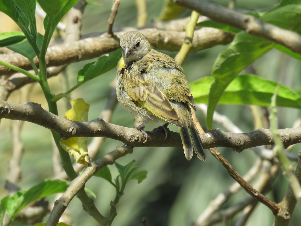 Saffron Finch - Ron Batie