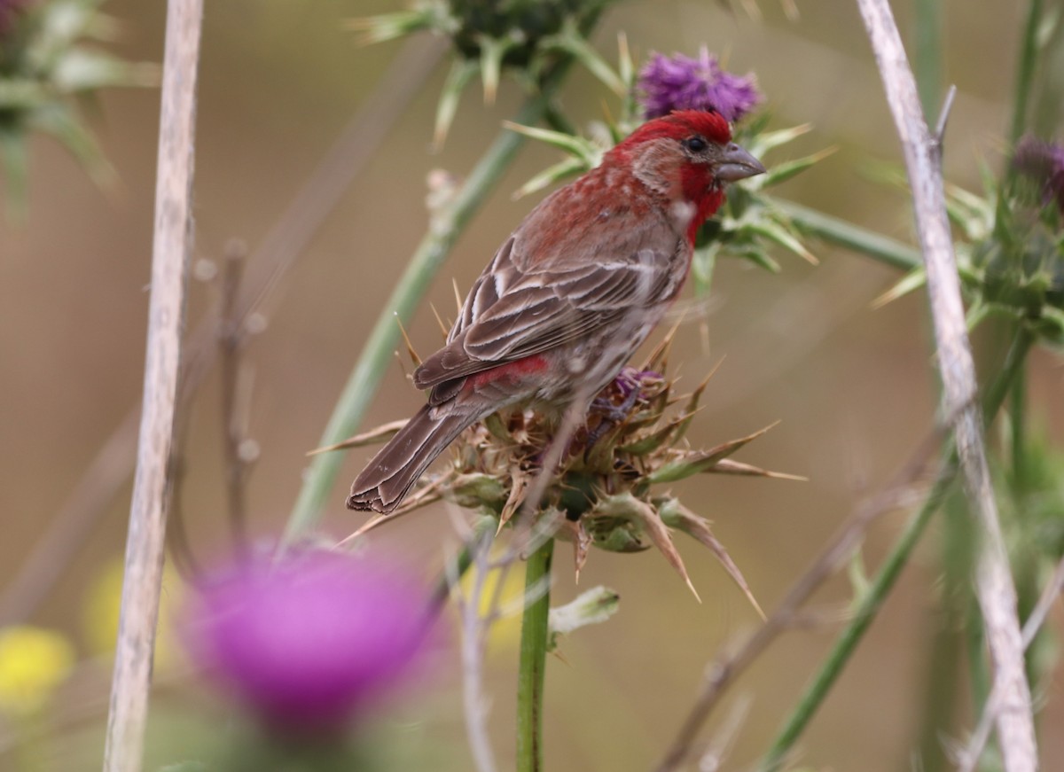 House Finch - Chris Overington