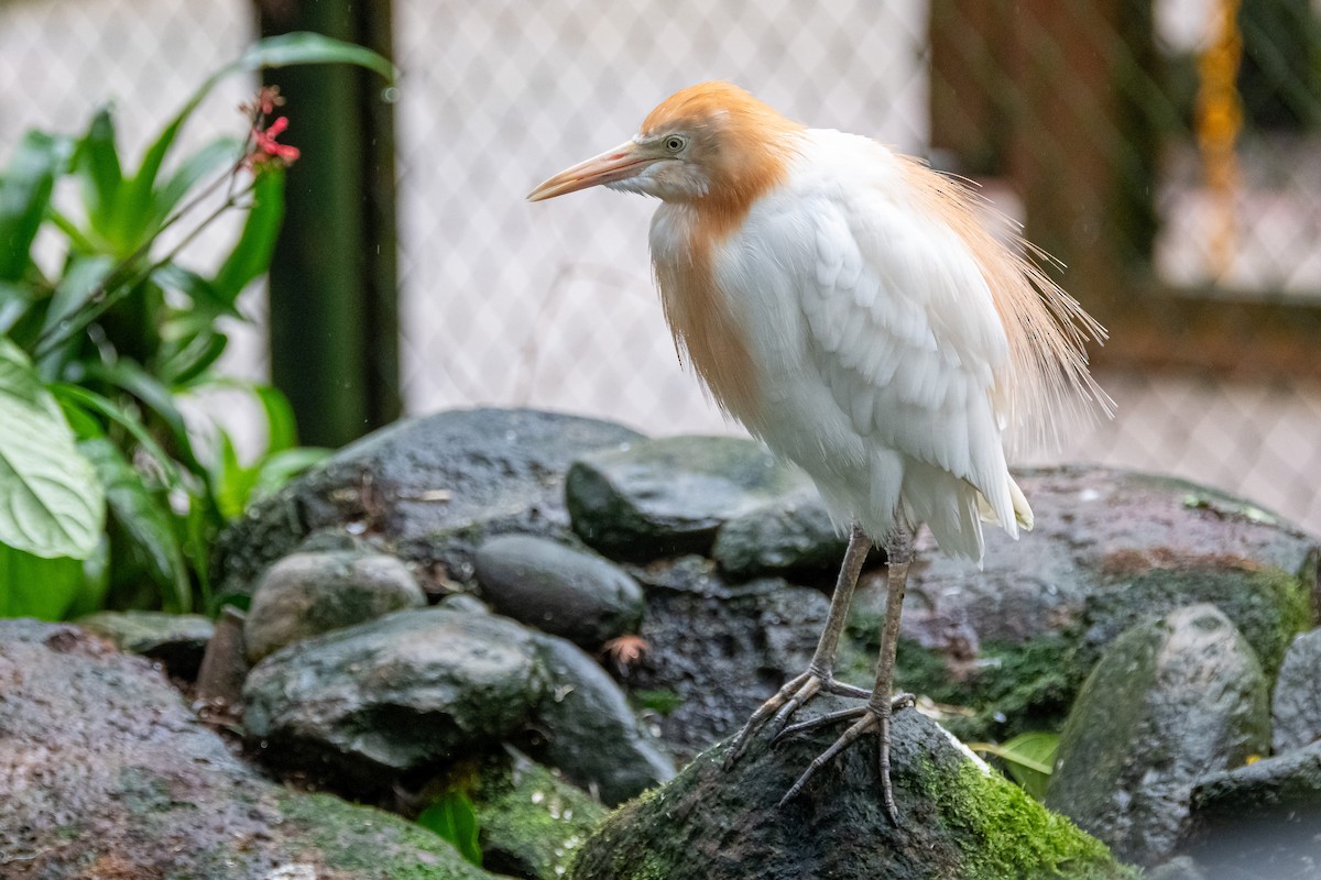 white egret sp. - Balaji P B