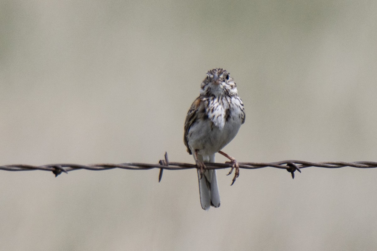 Vesper Sparrow - Janet Stevens