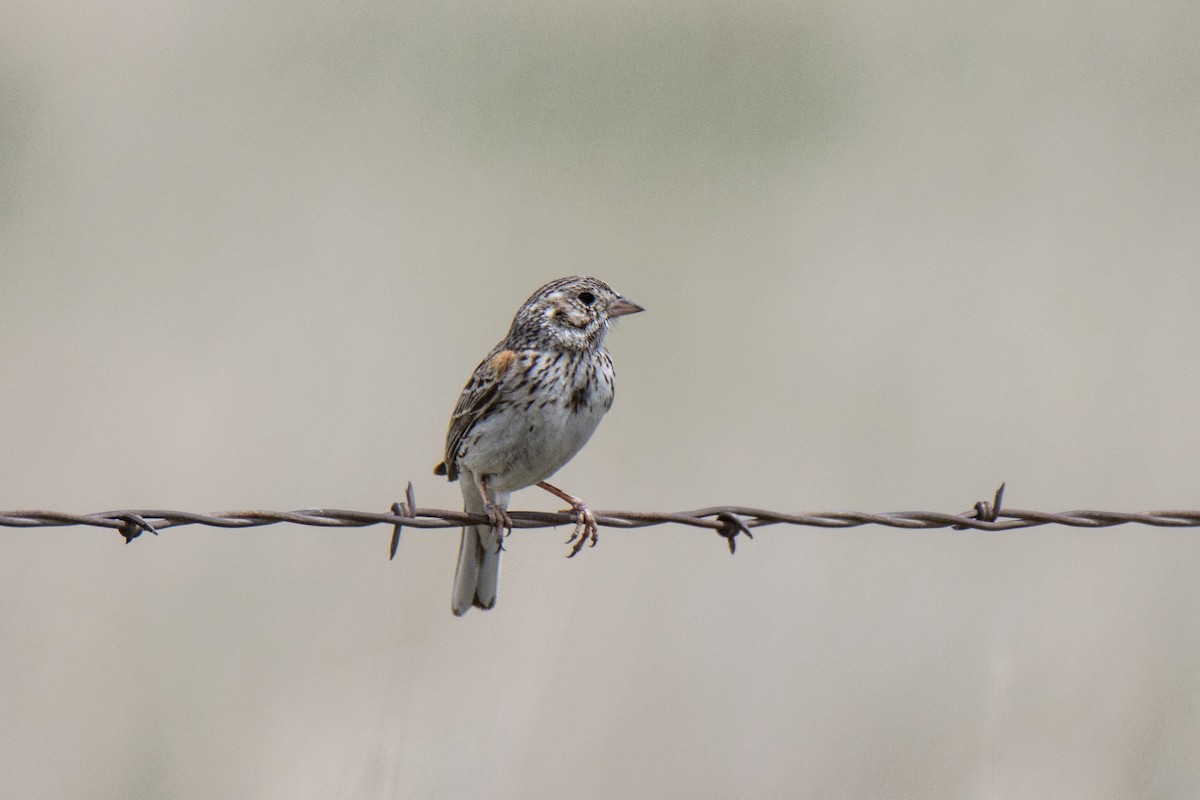 Vesper Sparrow - Janet Stevens