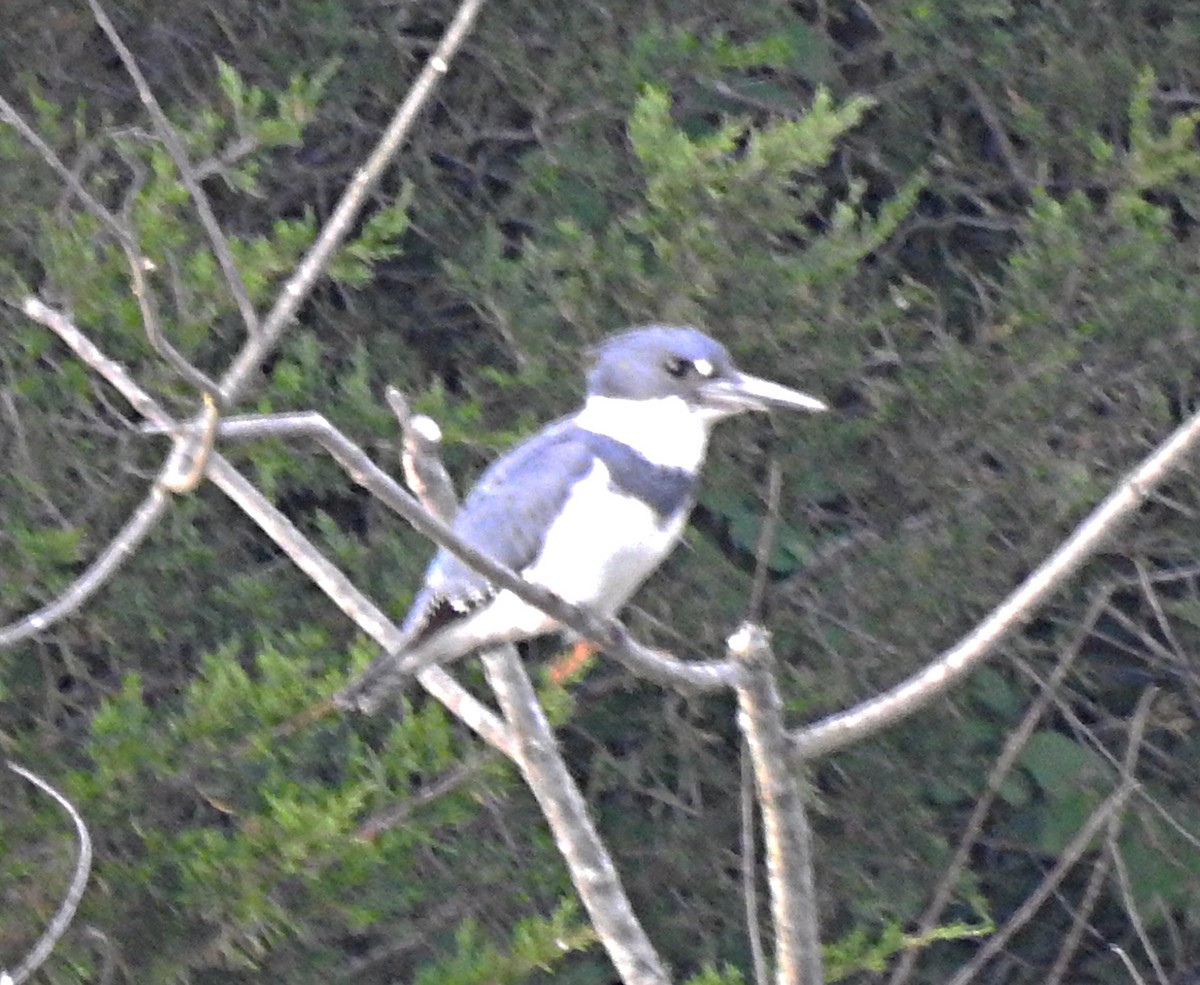 Belted Kingfisher - Ed Escalante