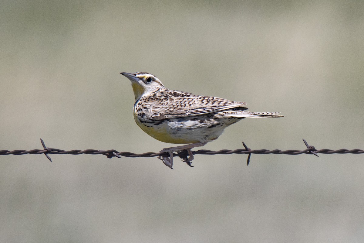 Western Meadowlark - Janet Stevens