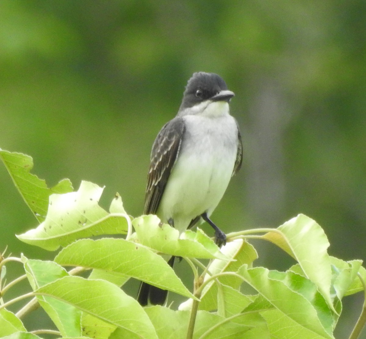 Eastern Kingbird - Ed Escalante