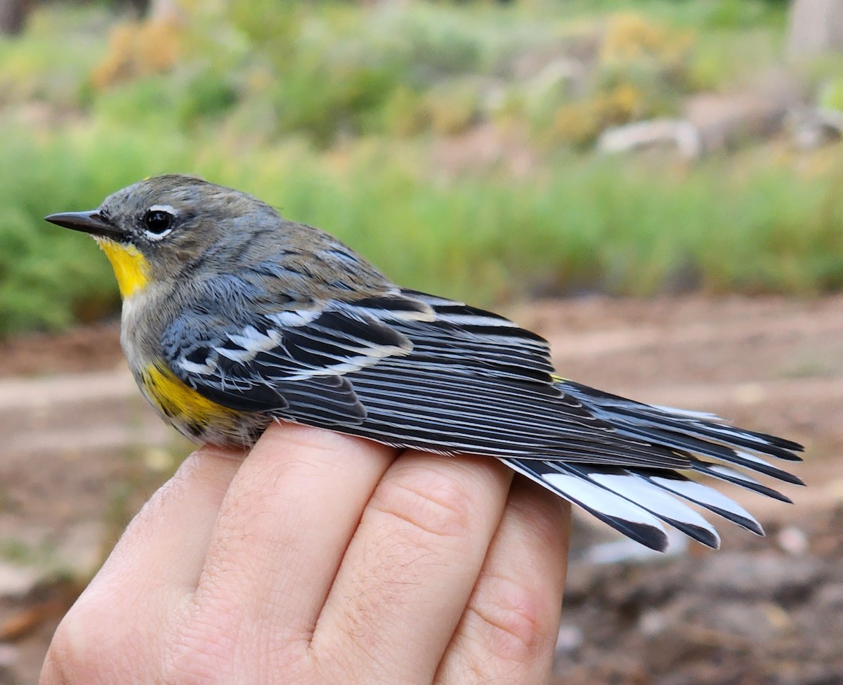 Yellow-rumped Warbler (Audubon's) - Nancy Cox