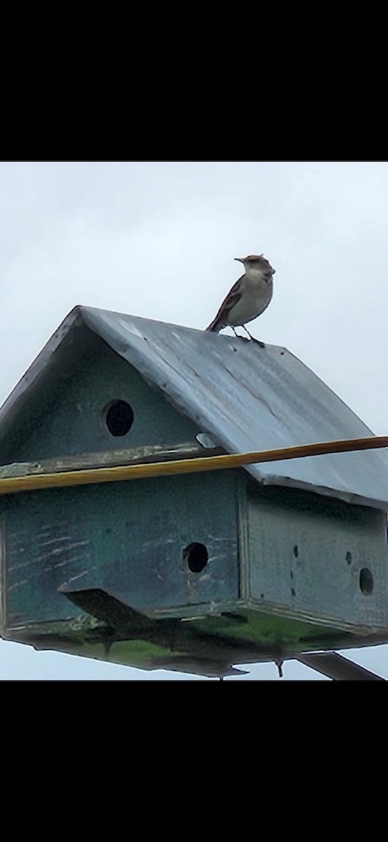 Northern Mockingbird - Andrew Olive