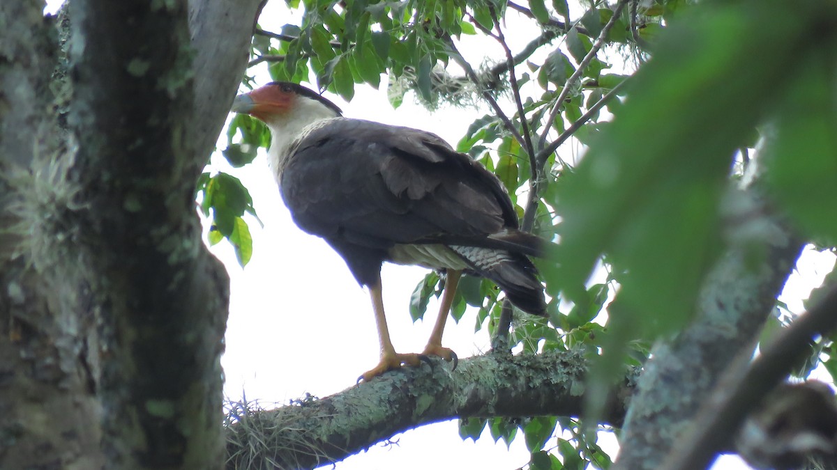 Crested Caracara - José Achipis