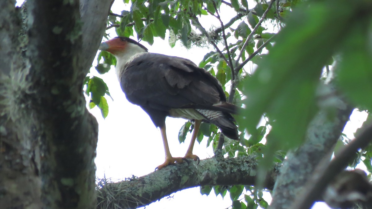 Crested Caracara - José Achipis