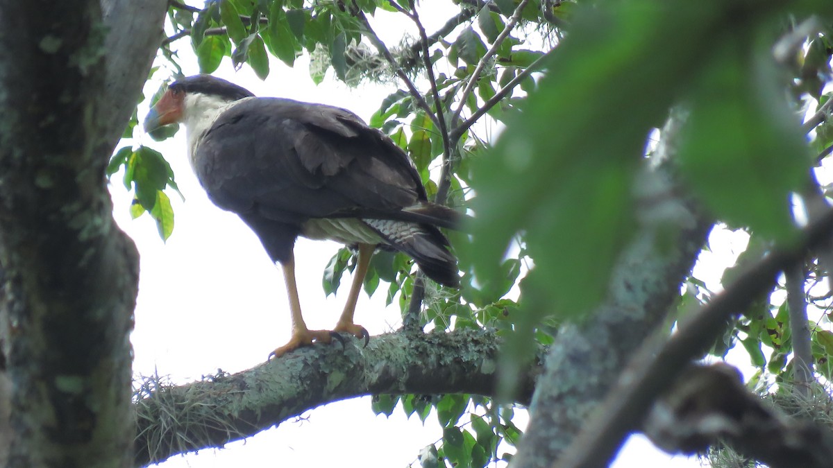 Crested Caracara - José Achipis