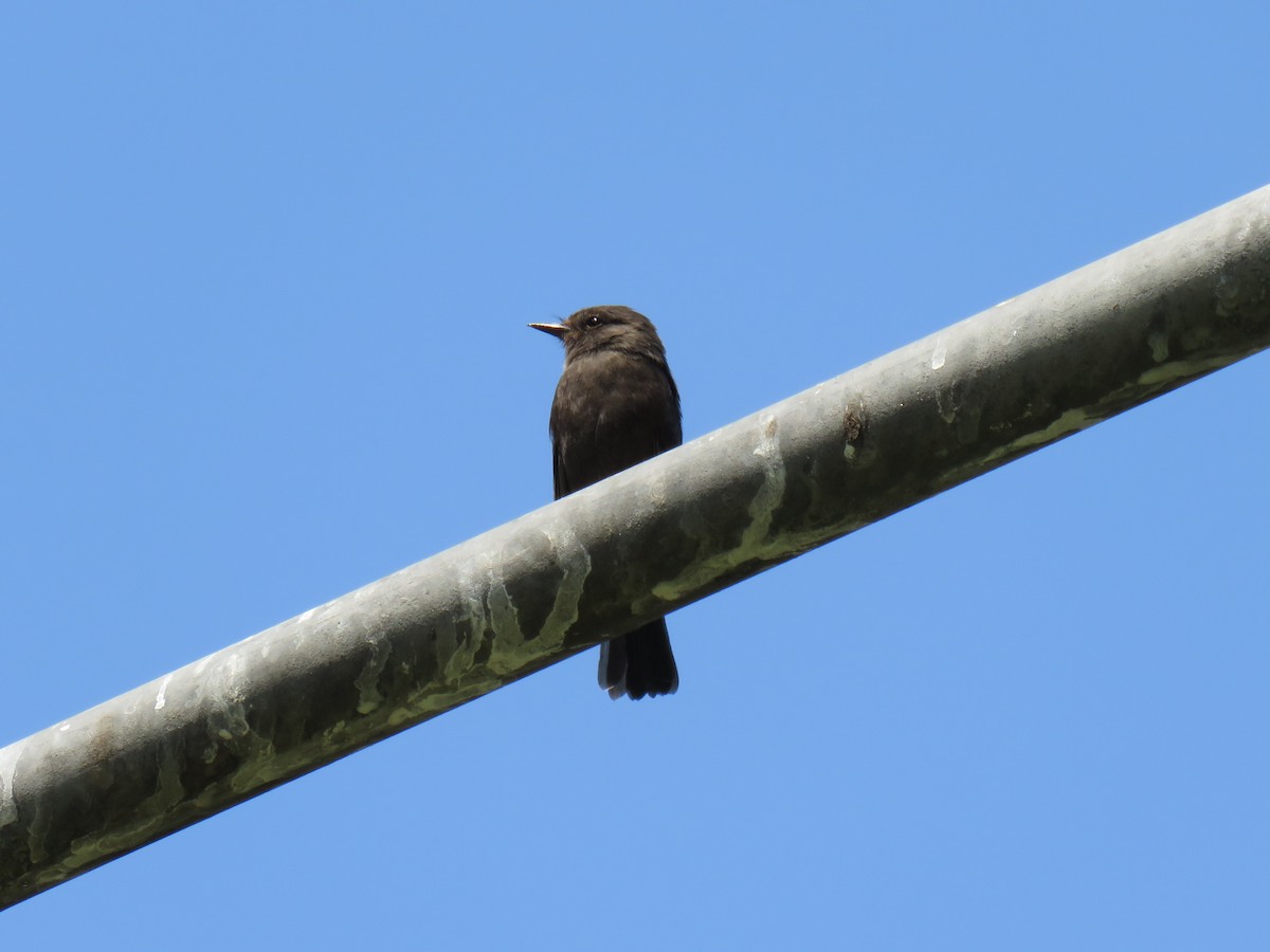 Vermilion Flycatcher (obscurus Group) - ML619598514