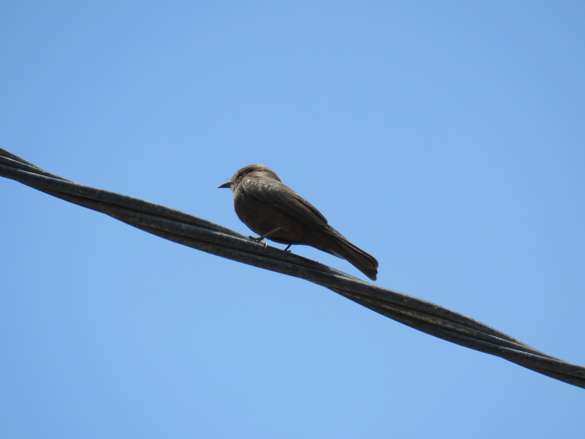 Vermilion Flycatcher (obscurus Group) - ML619598515
