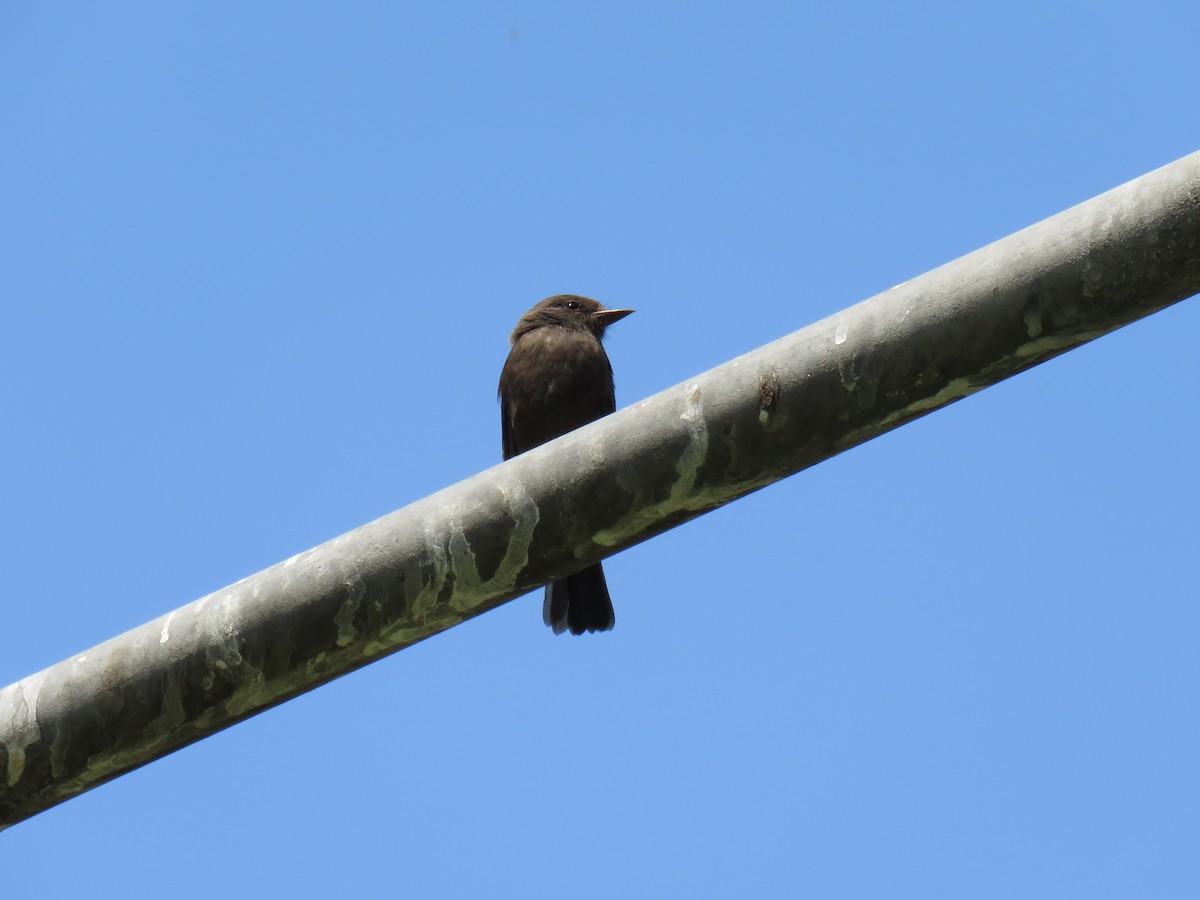 Vermilion Flycatcher (obscurus Group) - ML619598516