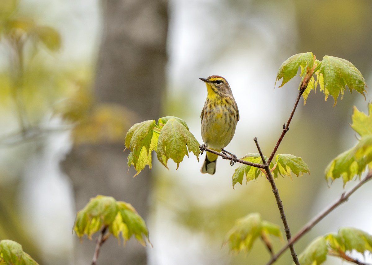 Palm Warbler - Dori Eldridge