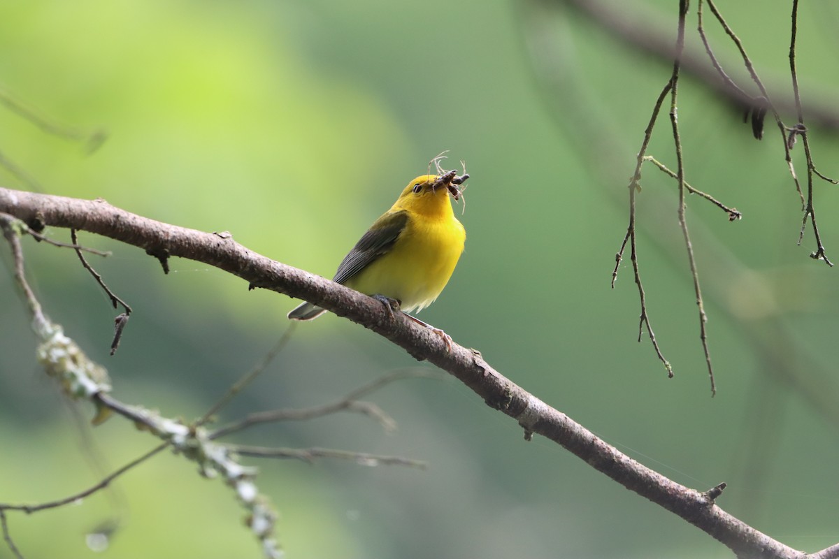 Prothonotary Warbler - Jo VerMulm