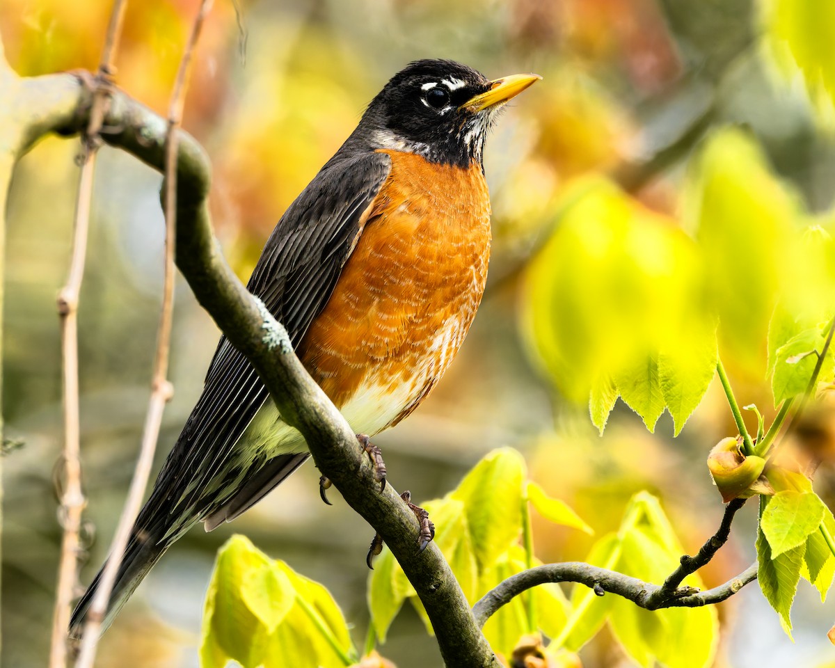 American Robin - Mark Sawyer