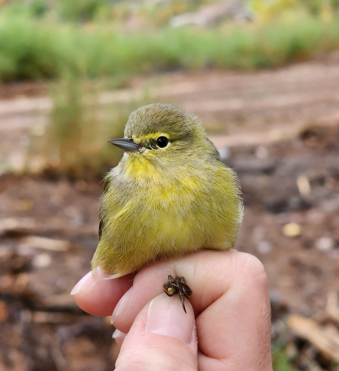 Orange-crowned Warbler - Nancy Cox