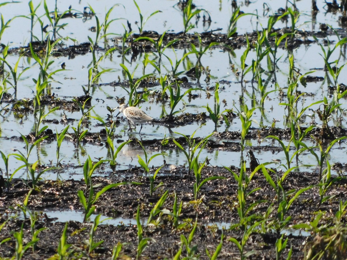 Sanderling - Sam Hartzler