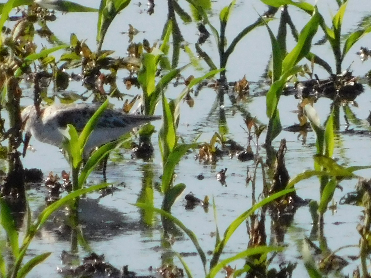 Sanderling - Sam Hartzler