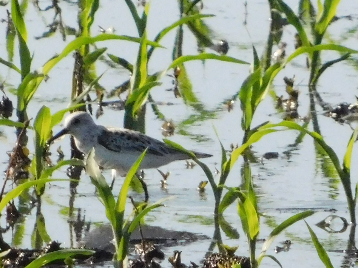 Sanderling - Sam Hartzler