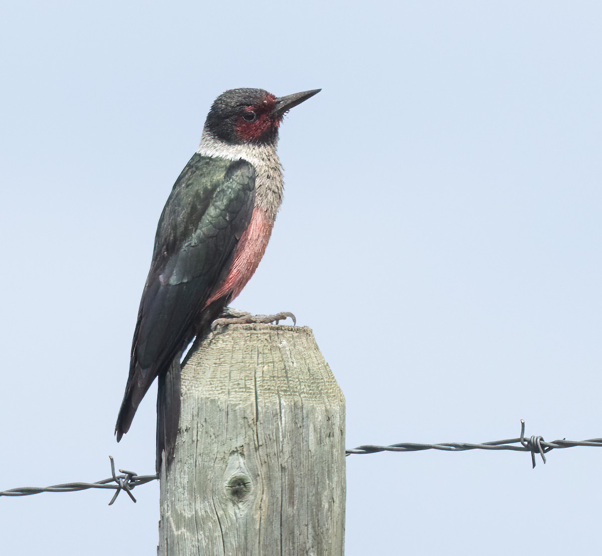 Lewis's Woodpecker - ML619598532